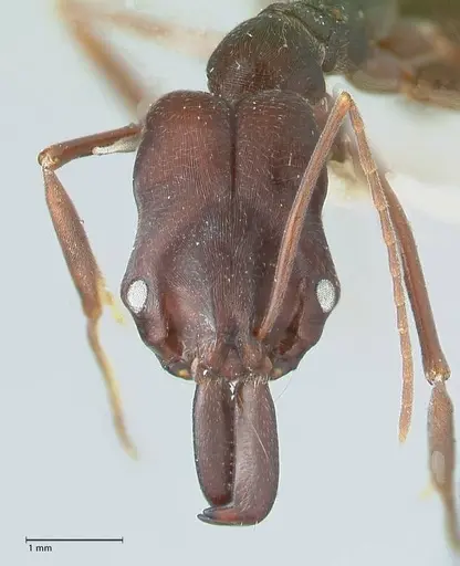 Odontomachus cephalotes - FOCOL1075