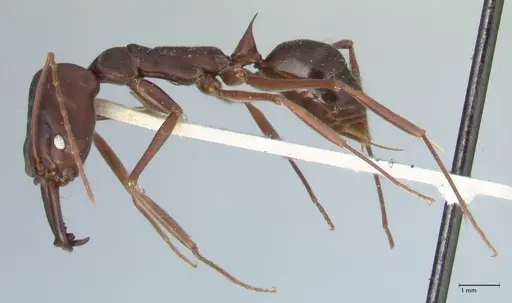Odontomachus cephalotes - FOCOL1075