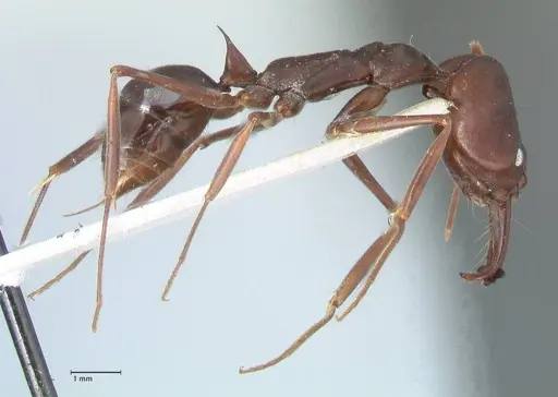 Odontomachus cephalotes - FOCOL1075
