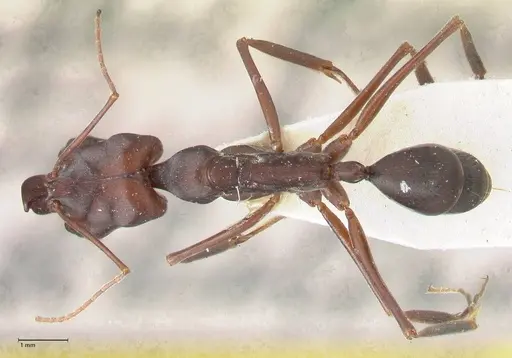 Odontomachus cephalotes - FOCOL1076