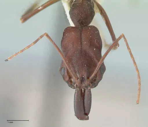 Odontomachus cephalotes - FOCOL1076
