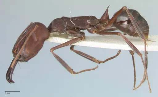 Odontomachus cephalotes - FOCOL1076