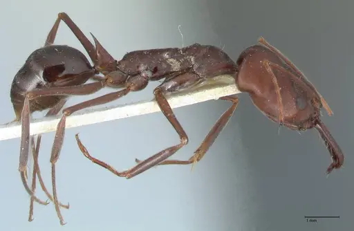 Odontomachus cephalotes - FOCOL1076