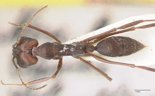 Odontomachus cephalotes - FOCOL1077