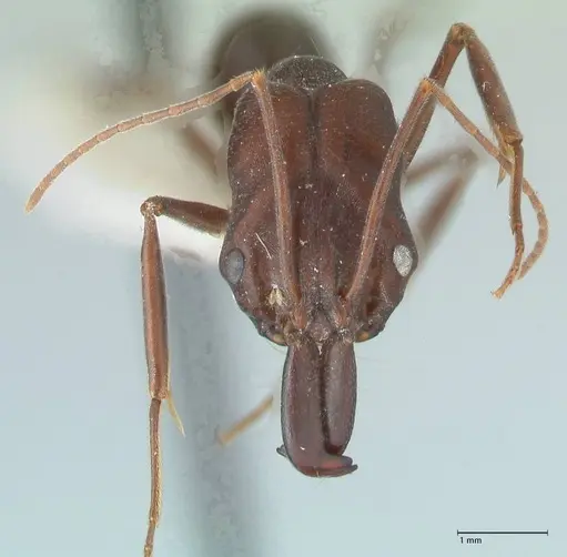 Odontomachus cephalotes - FOCOL1077