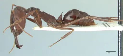 Odontomachus cephalotes - FOCOL1077
