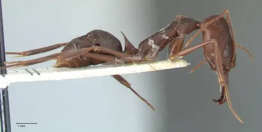 Odontomachus cephalotes - FOCOL1077