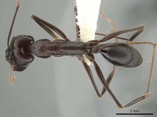 Odontomachus cephalotes - JTLC000006857