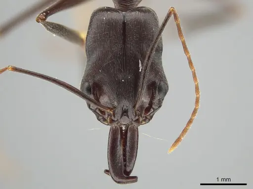Odontomachus cephalotes - JTLC000006857