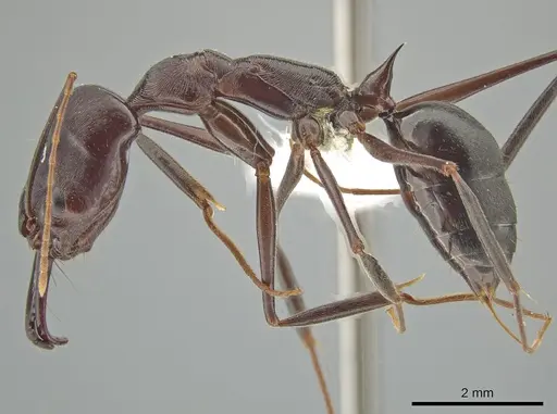 Odontomachus cephalotes - JTLC000006857