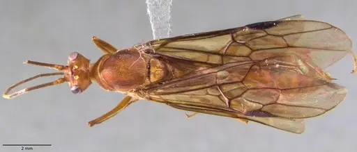 Odontomachus chelifer - ANTWEB1060016