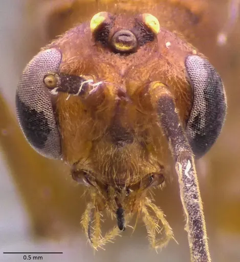 Odontomachus chelifer - ANTWEB1060016