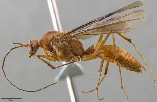 Odontomachus chelifer - ANTWEB1060016