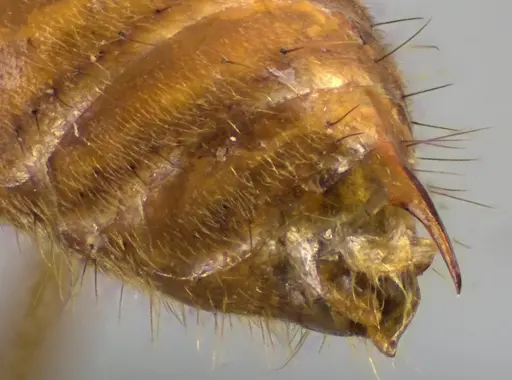 Odontomachus chelifer - ANTWEB1060016