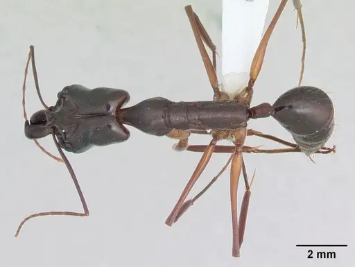 Odontomachus chelifer - CASENT0173536