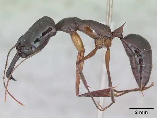 Odontomachus chelifer - CASENT0173536