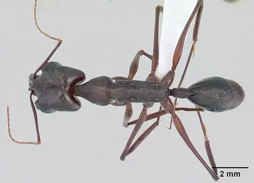 Odontomachus chelifer - CASENT0178692