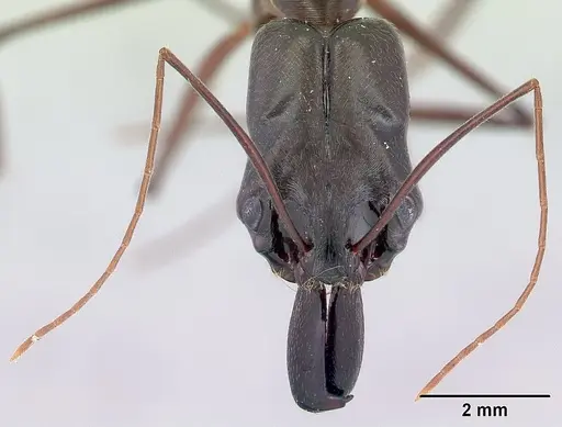 Odontomachus chelifer - CASENT0178692