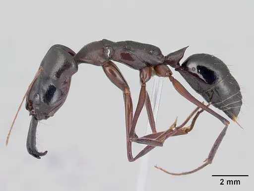 Odontomachus chelifer - CASENT0178692