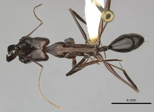 Odontomachus chelifer - CASENT0270602