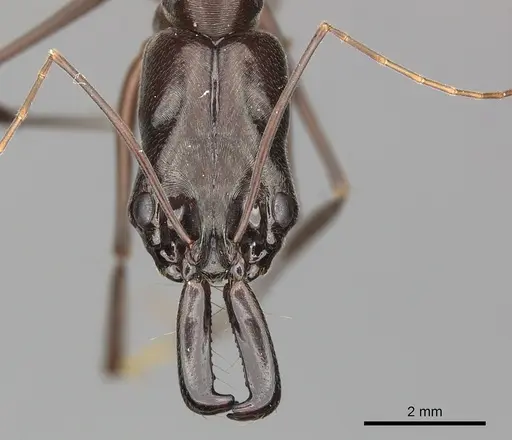 Odontomachus chelifer - CASENT0270602