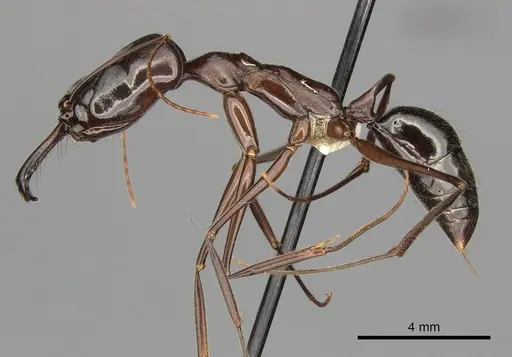 Odontomachus chelifer - CASENT0270602