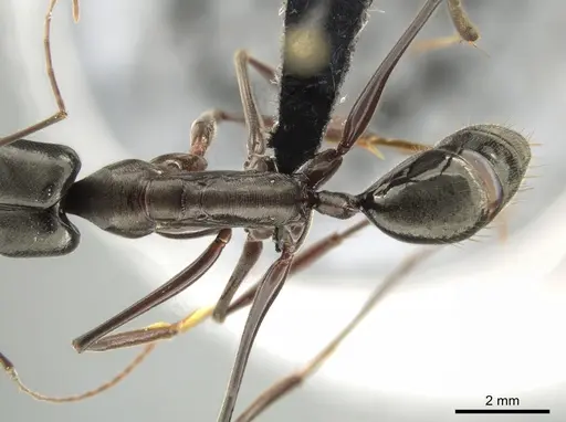 Odontomachus chelifer - CASENT0649084