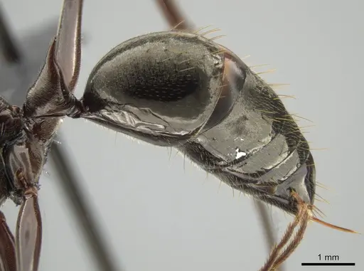 Odontomachus chelifer - CASENT0649084