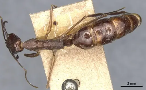 Odontomachus chelifer - CASENT0904002