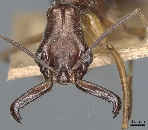 Odontomachus chelifer - CASENT0904002