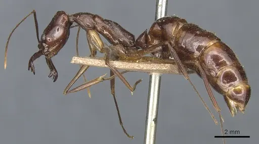 Odontomachus chelifer - CASENT0904002