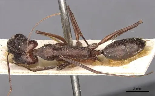 Odontomachus chelifer - CASENT0907426