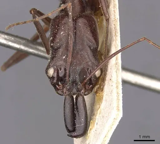 Odontomachus chelifer - CASENT0907426