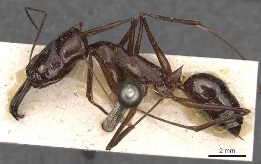 Odontomachus chelifer - CASENT0907426