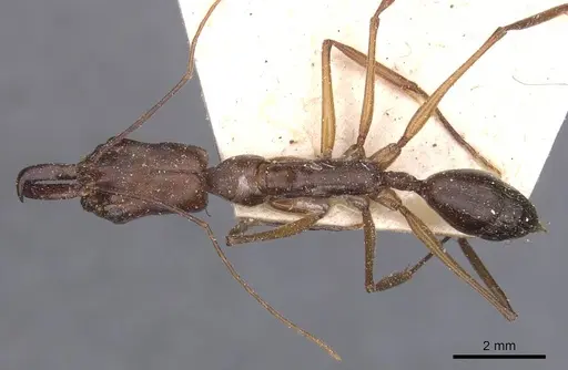 Odontomachus chelifer - CASENT0915242