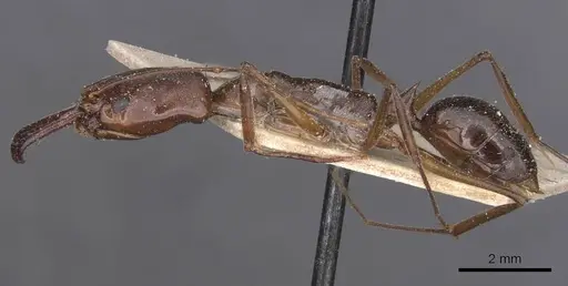 Odontomachus chelifer - CASENT0915242