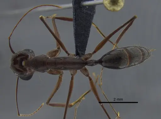 Odontomachus chelifer - CBUMAGENT41706