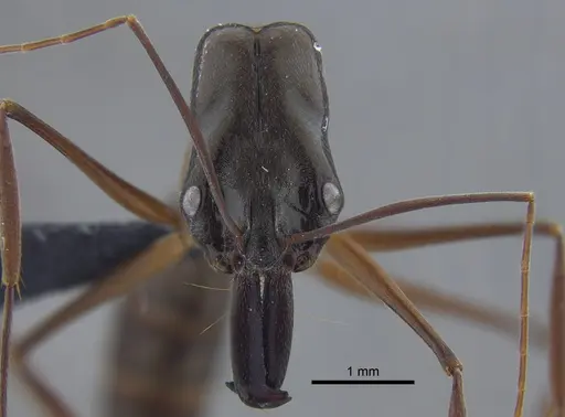 Odontomachus chelifer - CBUMAGENT41706