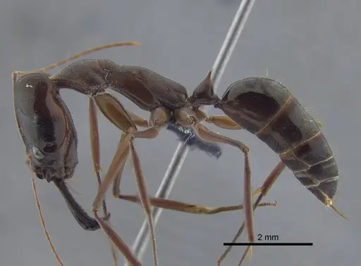 Odontomachus chelifer - CBUMAGENT41706