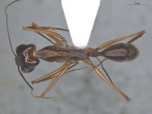 Odontomachus chelifer - ECOFOG-IT14-0455-06