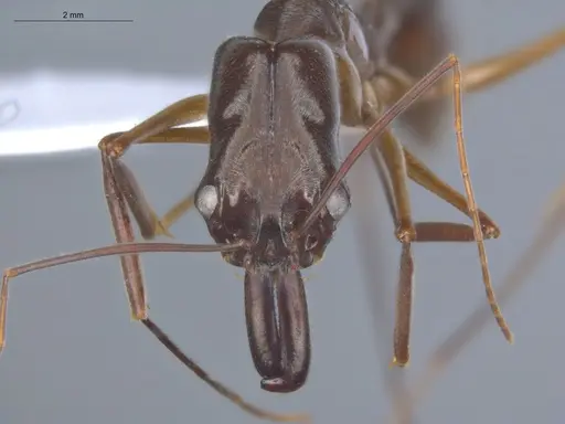 Odontomachus chelifer - ECOFOG-IT14-0455-06