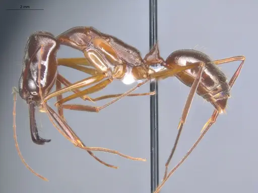 Odontomachus chelifer - ECOFOG-IT14-0455-06