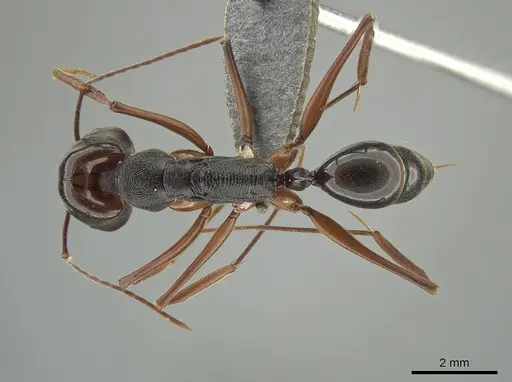 Odontomachus circulus specimen