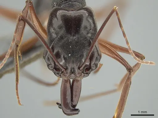 Odontomachus circulus specimen