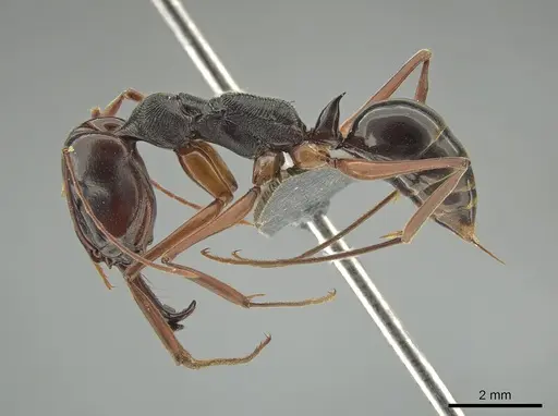 Odontomachus circulus specimen