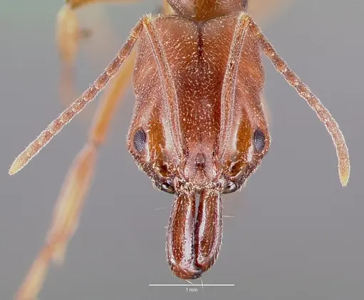 Odontomachus clarus specimen