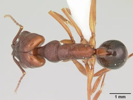 Odontomachus clarus - CASENT0104735