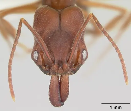 Odontomachus clarus - CASENT0104735