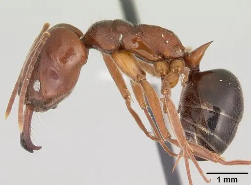 Odontomachus clarus - CASENT0104735