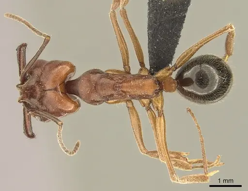 Odontomachus clarus - CASENT0260139